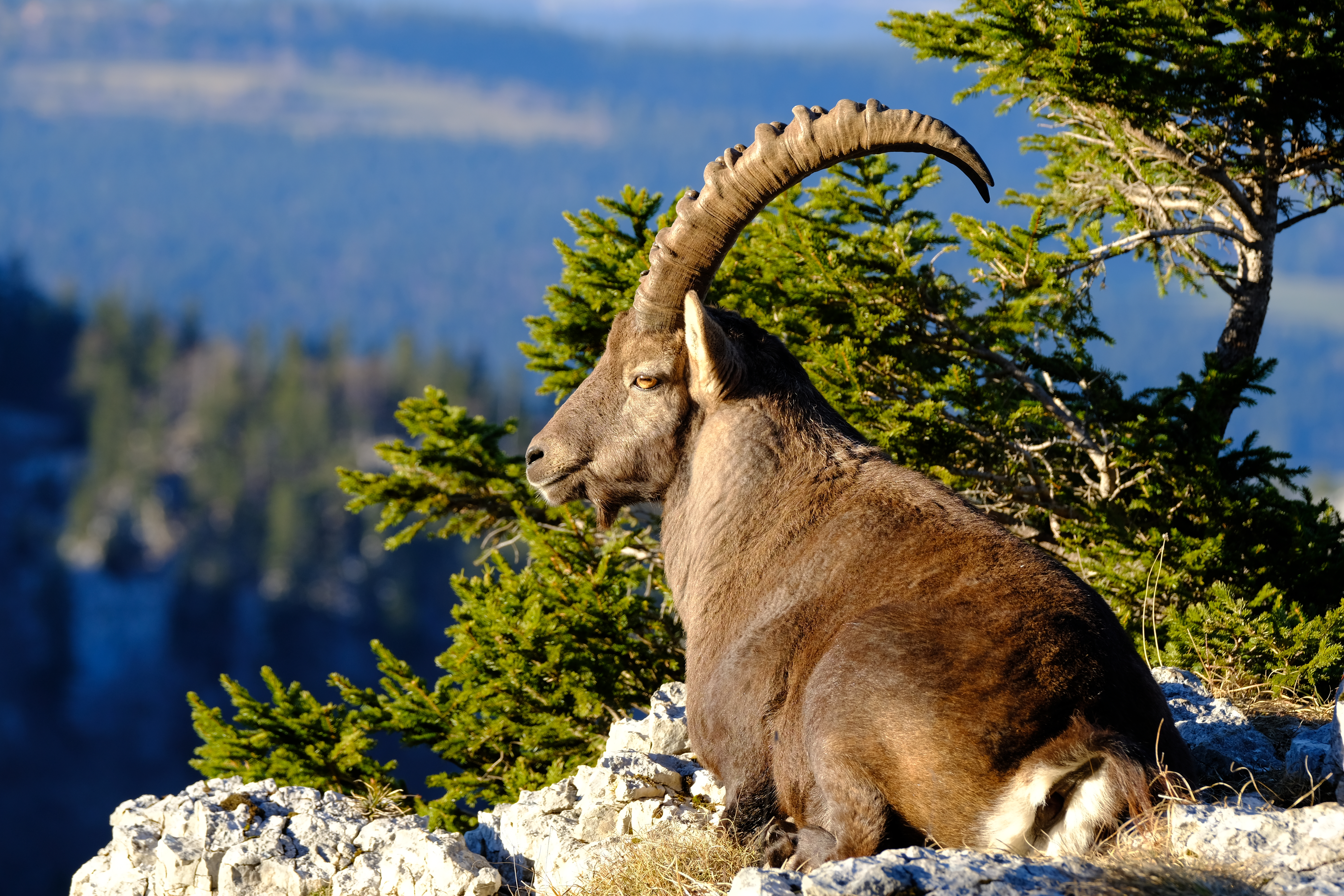 Apine ibex resting